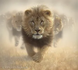 Eat My Dust - Lions