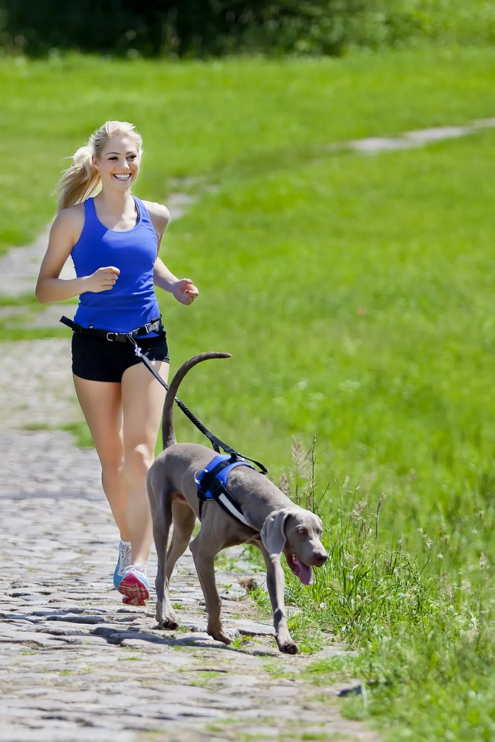 Jogging Belt and Leash with Shock Absorber Set