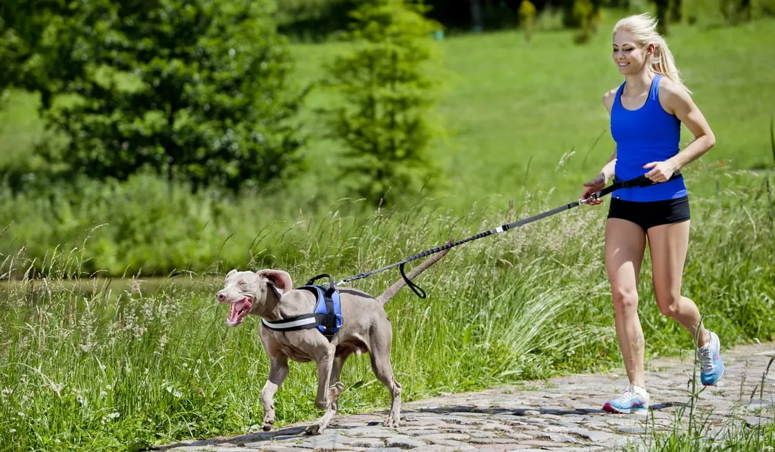 Jogging Belt and Leash with Shock Absorber Set