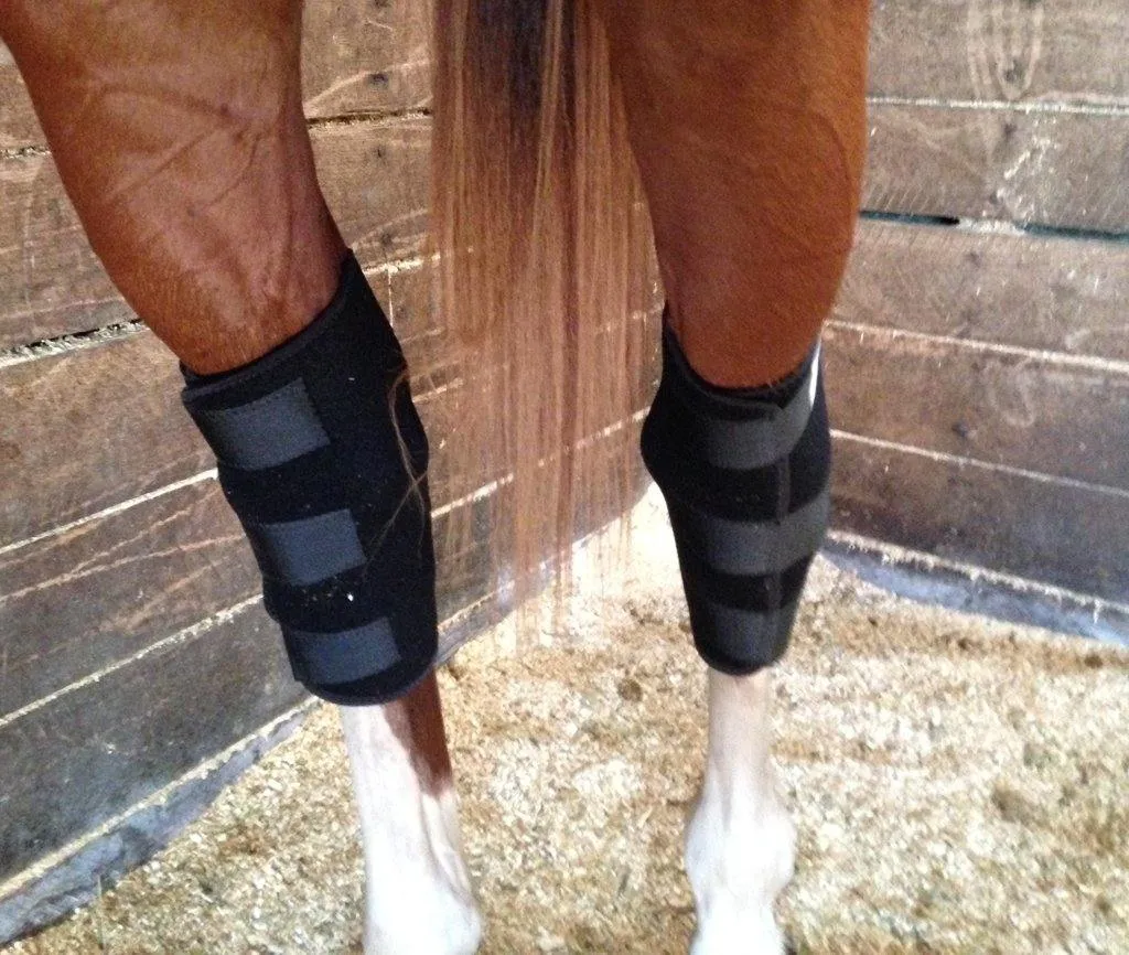 LT Horse Hock Boots